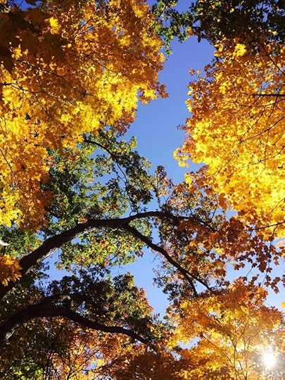  photo falltrees_zps277cf252.jpg