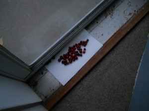 DSCN5134