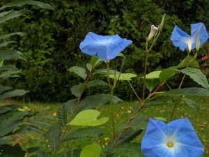 DSCN5131