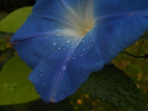 DSCN5133