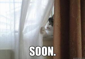 7-soon-funny-cat-stalking-you