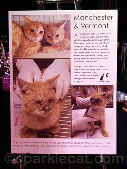 I'm so glad these kitties got adopted together!