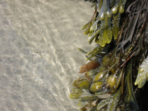 Tide Pools 03