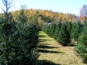 summertreefarm (300x225)