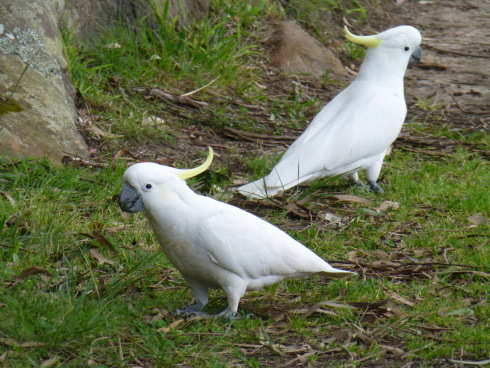 Cockatoos