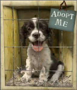 In rescue and advocacy, our message is 