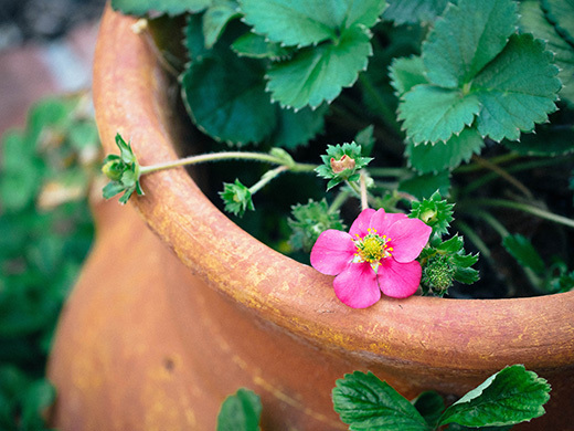 More strawberries coming