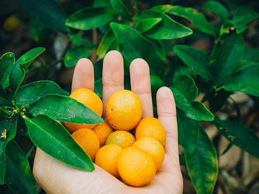 Freshly picked kumquats