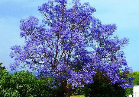 1354951120791.jpg - 101.02 KB 