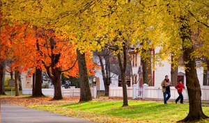 This is their autumn, and I’m currently looking at a week of temps in the high 80s. *bitter and struck by beauty all at once*