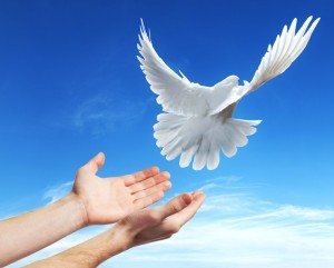 Hands released into the sky to the white dove