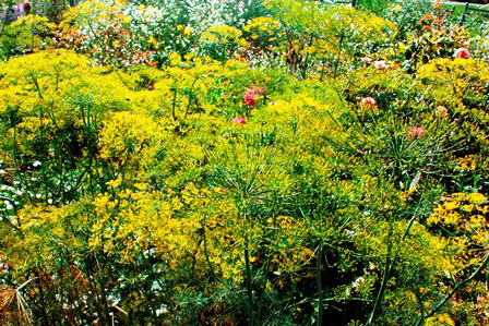 dill with white aster and other herbs and flowers in our garden