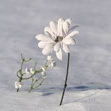 late bloomer