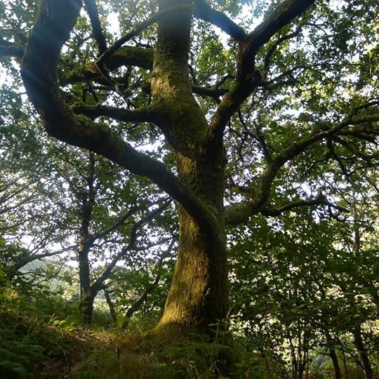 Fairy tree