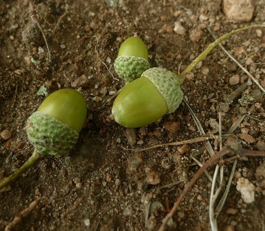 Acorns