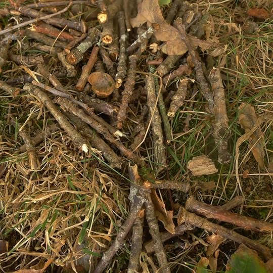 Twig still life
