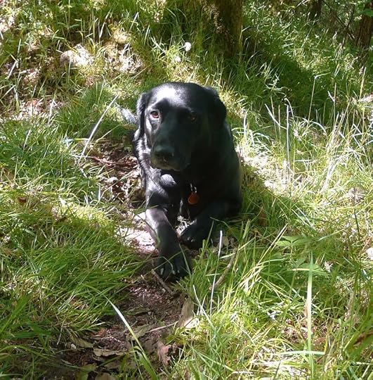 Black dog in green grass