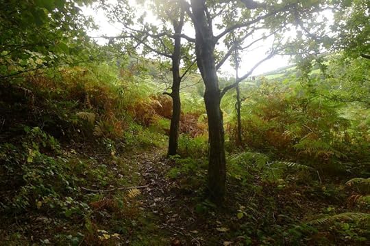 Autumn trees & light