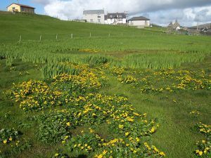 Marsh Marigolds