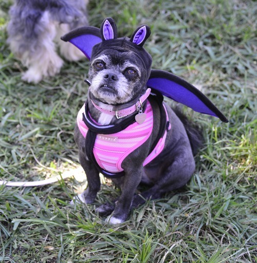 i'M TOO SHY TO SHOW MY FANGS! And I've never been to a neighborhood library...
