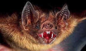 Vampire Bat's native to South American Rainforest