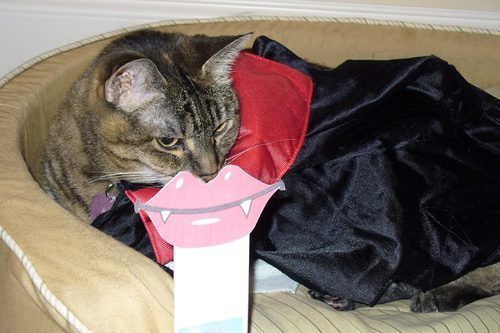 Laugh now....If you Dare. But just wait until I win all those groovy picture books. We'll see who's laughing then . . . 