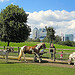 Horse and donkeys and Canary Wharf