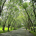 Avenue of trees, Crystal Palace Park