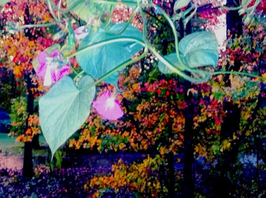 Fall Morning, Glory Shower