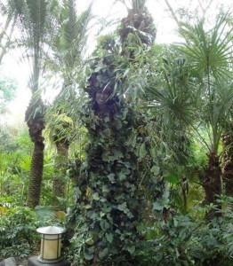 Divine is one of the unique experiences available at Animal Kingdom, and one of the favorites among seniors