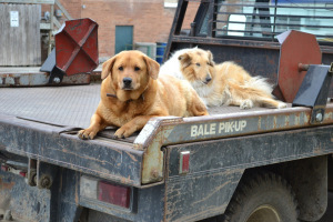 When you retire, the learning doesn't stop. It's just time to stop chasing cars.