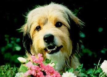 dog_benji_face
