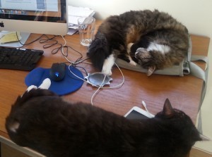 kitties_sleeping