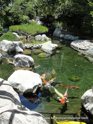 koi in Japanese Friendship Garden in Balboa Park in San Diego, California