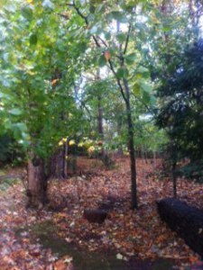 Enchanted Forest