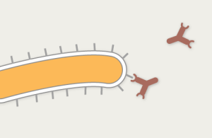EbolaAntibodies