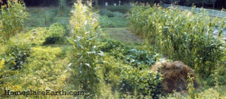 garden-august 2008-combined - BLOG