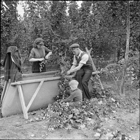 Hopping in Kent Hop picking in Yalding Kent England UK 1944 D22167 450x447 Whats My Line?