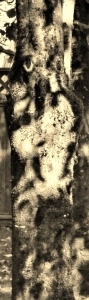 Raven Shadow 1