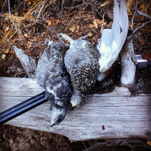 A fine braces of blues from Grouseketeer Ridge. 
