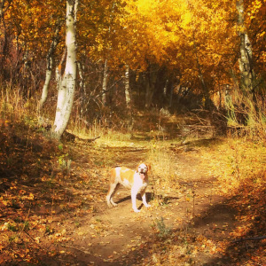 At age 12, Sunny Girl has not lost her passion for the hunt. 