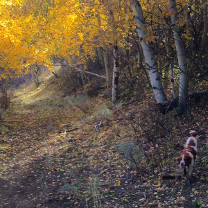 Misty in the grouse woods. 