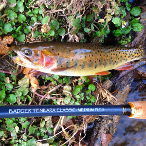 Yellowstone Cutthroat and my Badger Tenkara Rod. 