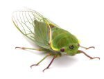 http://animals.howstuffworks.com/insects/question733.htm 