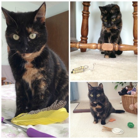 Jackson_Galaxy_collection_Petmate