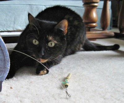 Jackson_Galaxy_Collection_by_Petmate