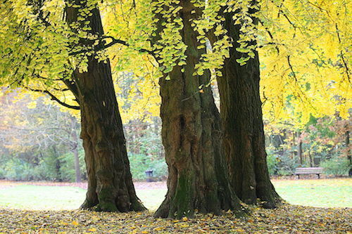 Gingko_biloba_JPG2b.jpg