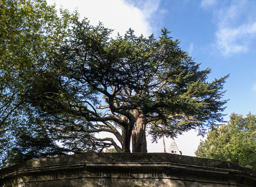 Cedar in the Circle of Lebanon