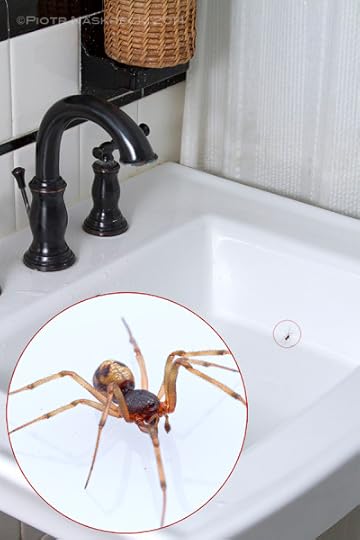 Spider_in_sink