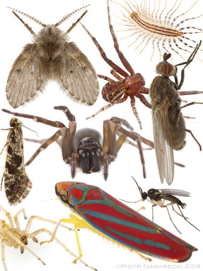 What do these beautiful animals have in common? You killed them. Or similar species. Our houses are death traps for countless organisms who are attracted to artificial lights and die inside. I found members of each of these species in the light fixtures of my house.